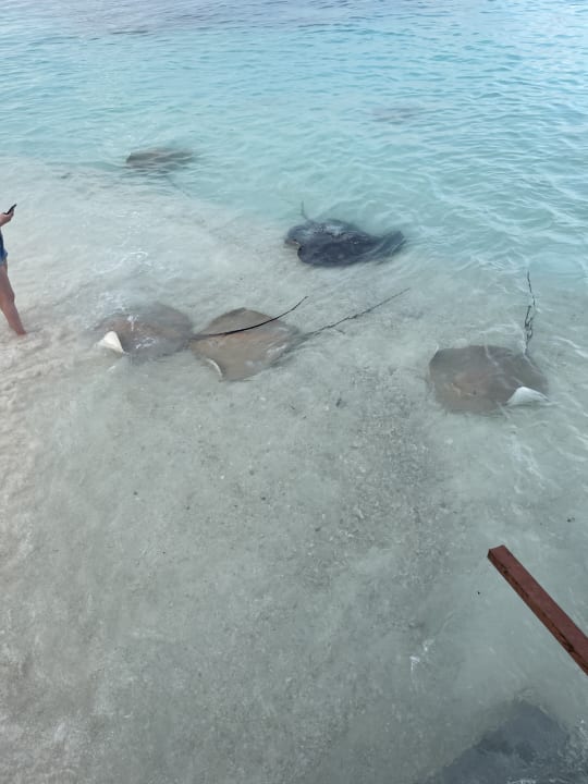 Strand NH Collection Maldives Reethi Resort
