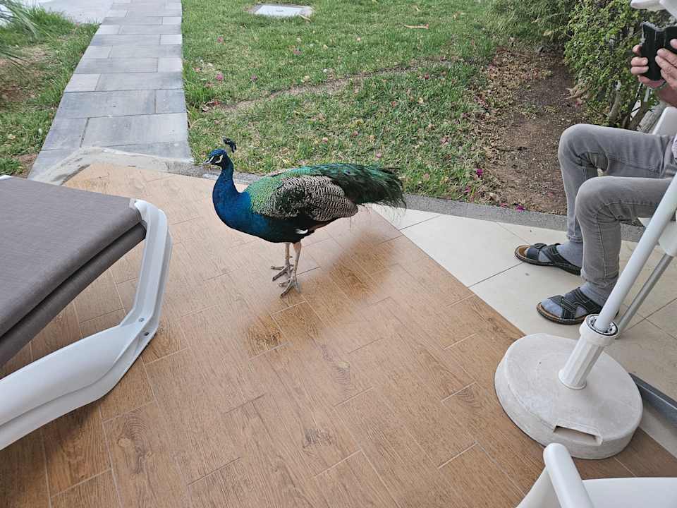 Gartenanlage HL Miraflor Suites Hotel