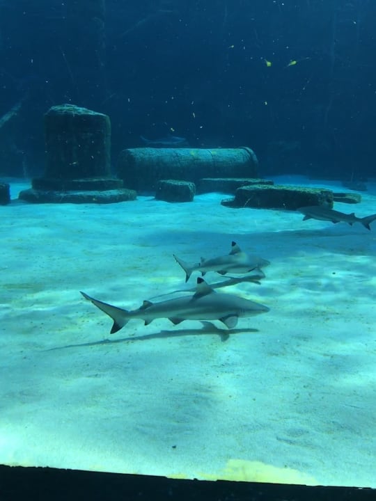 Sport & Freizeit The Land of Legends Kingdom Hotel