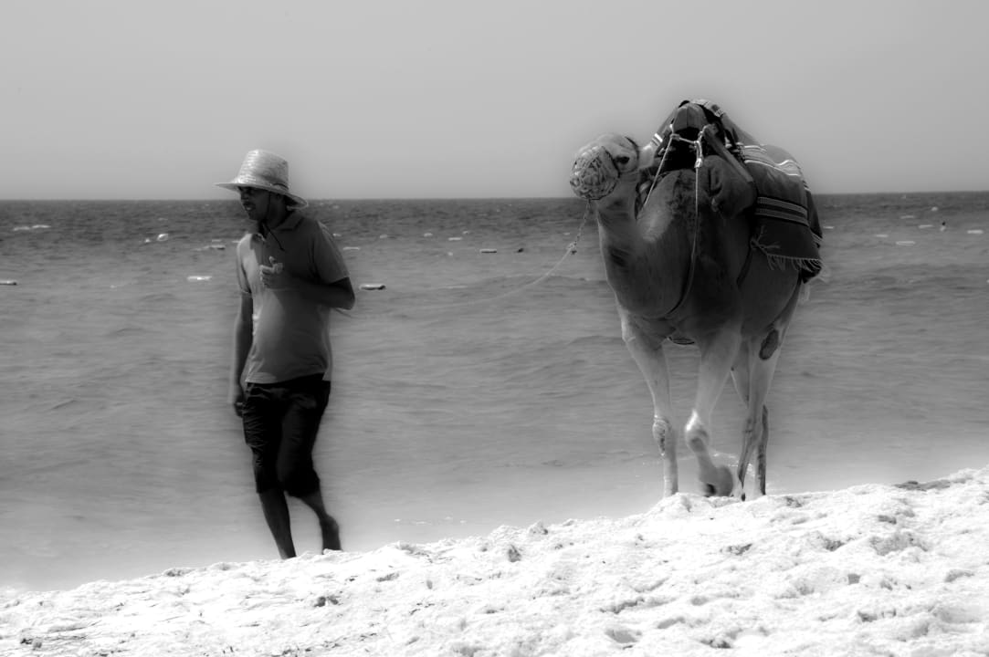 Naji Hotel Royal Nozha