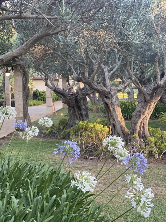 Gartenanlage Zafiro Mallorca