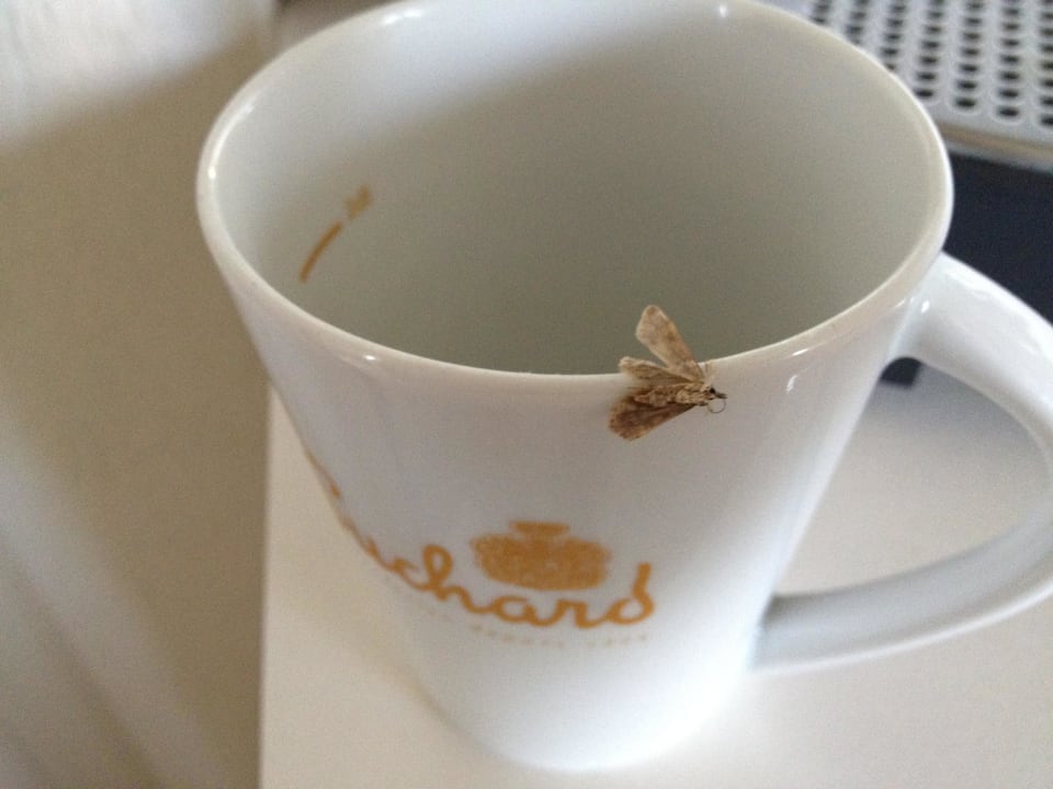 Kaffeetasse mit Küchenschabe Hotel Rheinfels