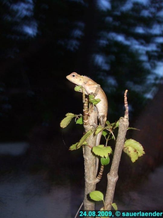 Gecko Vilamendhoo Island Resort & Spa