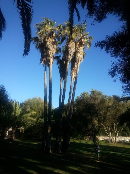 Palmen Finca Hotel Predio Son Serra