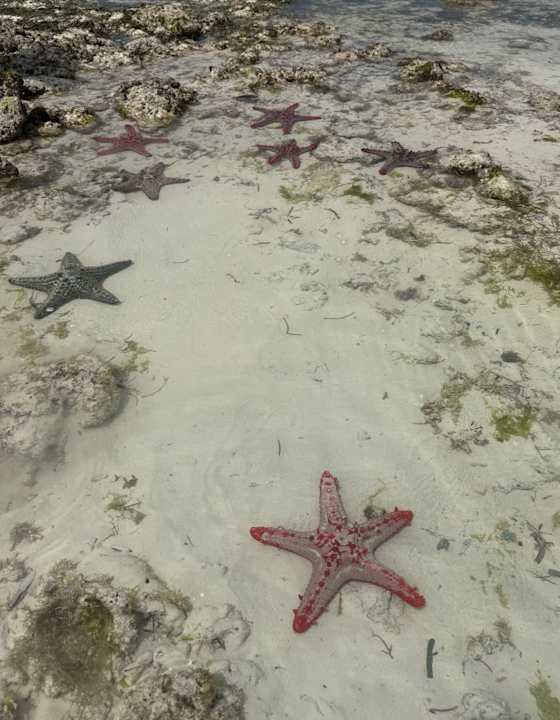 Strand Royal Zanzibar Beach Resort
