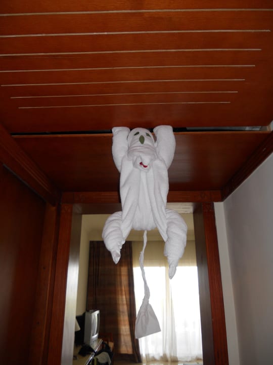 Małpa Malikia Resort Abu Dabbab