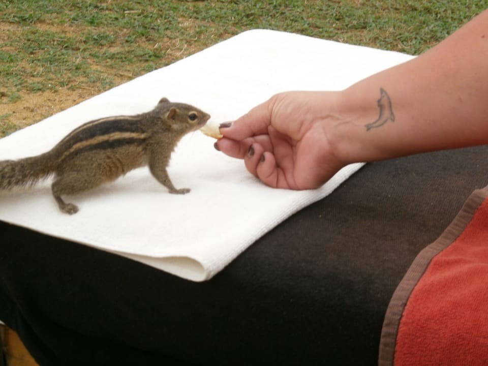 Zuckersüße Streifenhörnchen Mermaid Hotel & Club