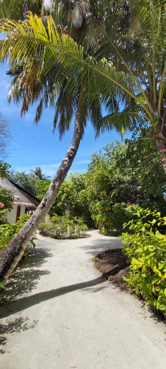 Gartenanlage Angaga Island Resort