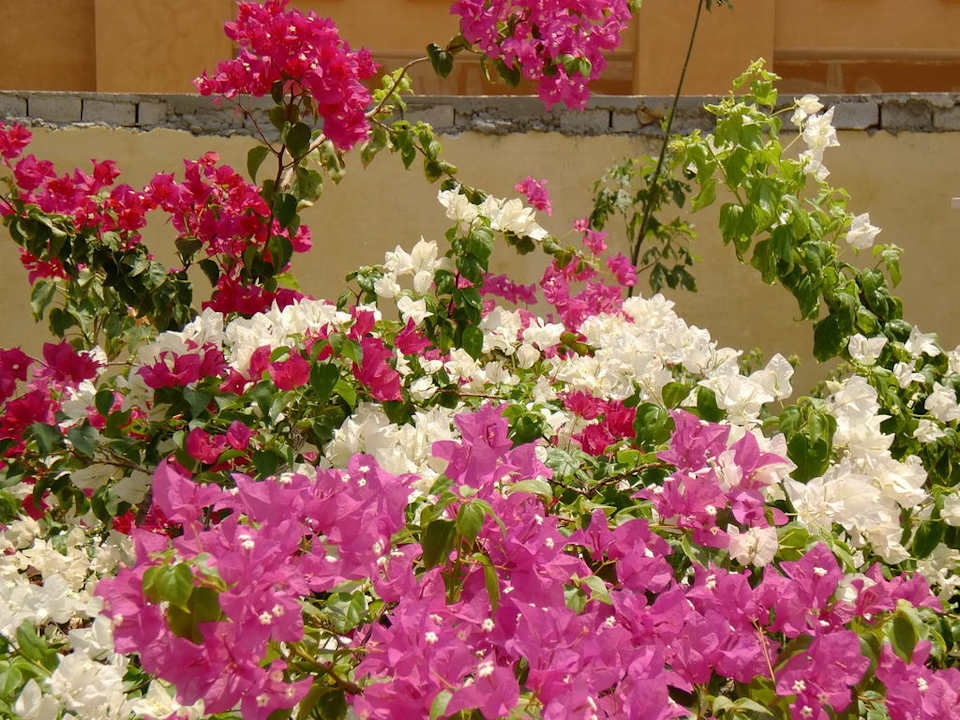 Blumen JAZ Aquamarine Resort