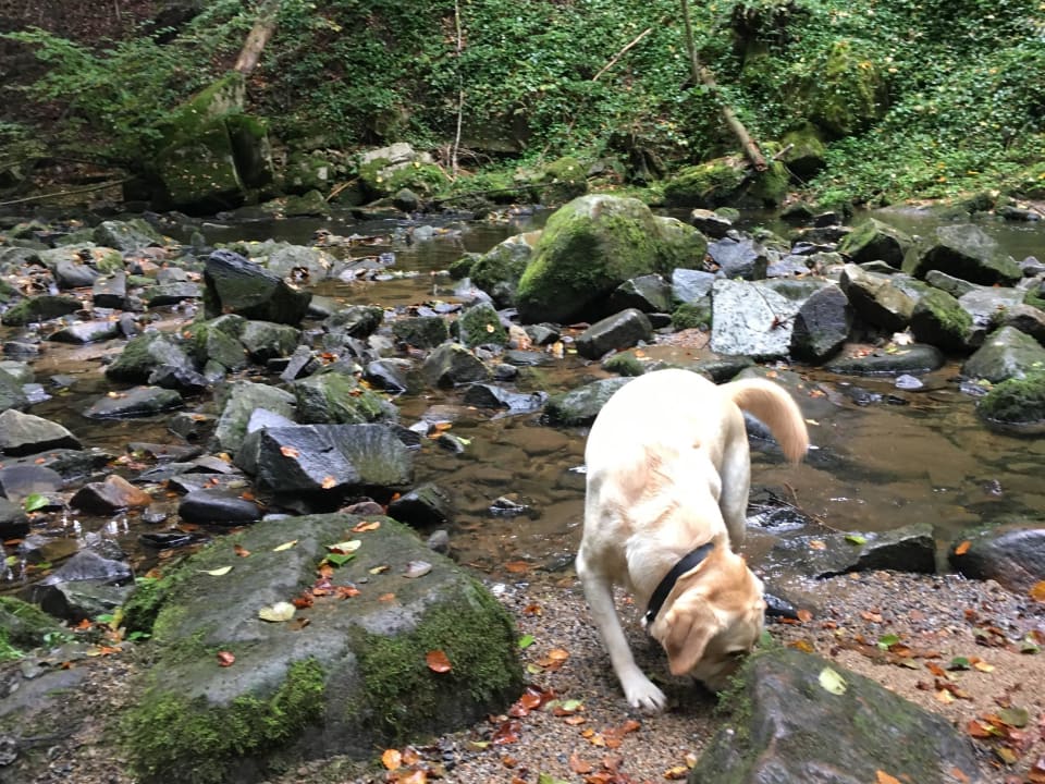 Unser Tobi im Tal der Ilz beim Gut Feuerschwendt Hotel Gut Feuerschwendt