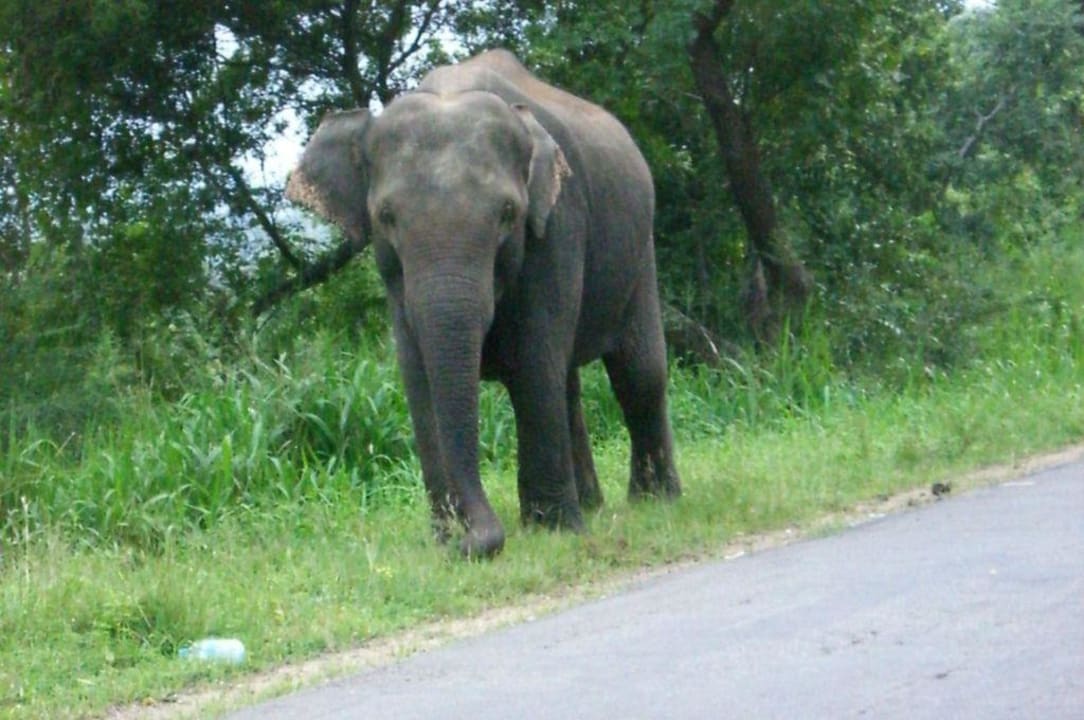 Elefant Hotel Royal Lotus