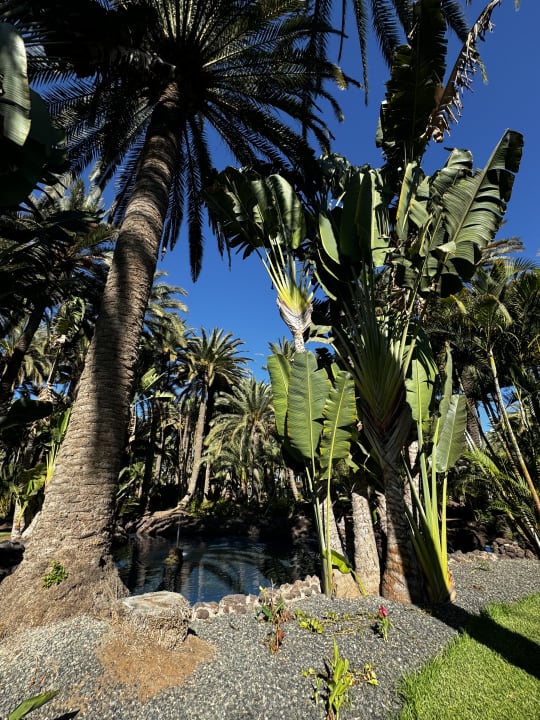 Gartenanlage Hotel Riu Palace Oasis