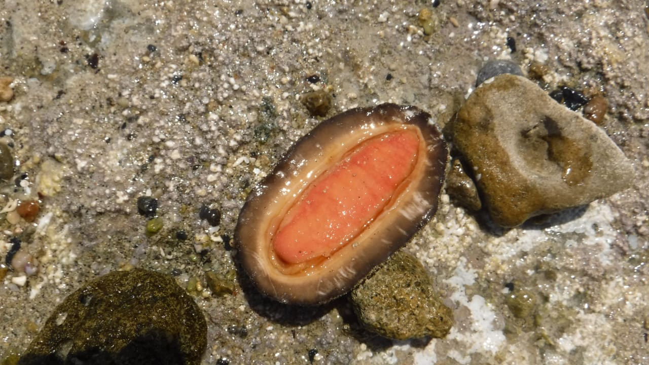 Sport & Freizeit Malikia Resort Abu Dabbab