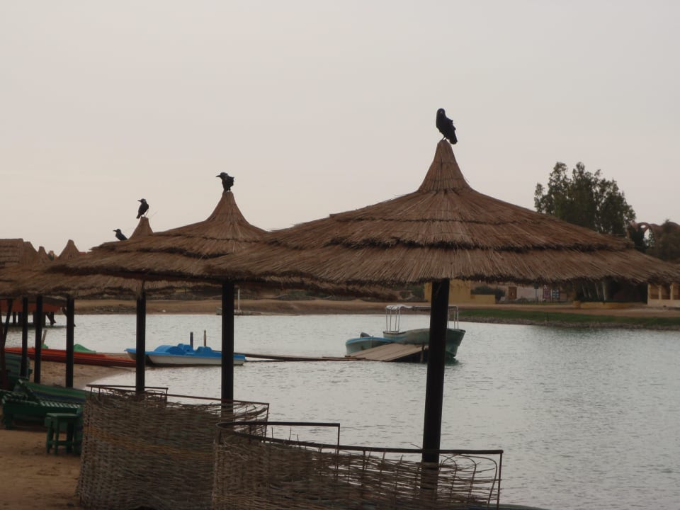 Вороны Panorama Bungalows Resort El Gouna