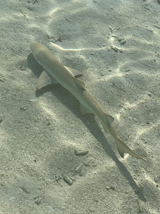 Strand Adaaran Select Meedhupparu Island Resort - Premium All Inclusive