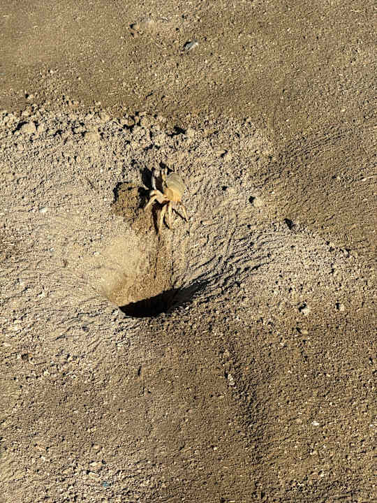 Strand Pickalbatros Palace Hotel-Port Ghalib