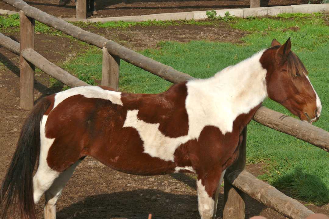 Pferd Finca Alibaba Vivecanarias