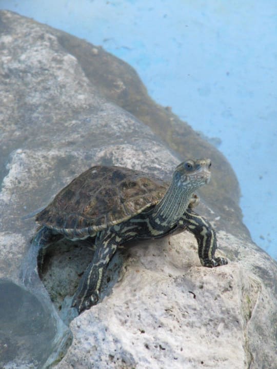 Tierquälerei Tier stammt aus naheliegendem Fluss Hotel Paradise
