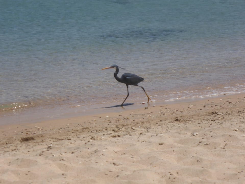 "Strandlläufer" Fort Arabesque Resort, Spa & Villas