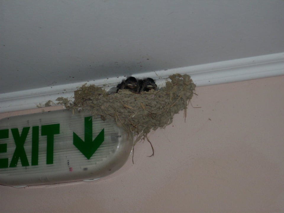 Vögel im ganzen Hotel Hotel Zante Village