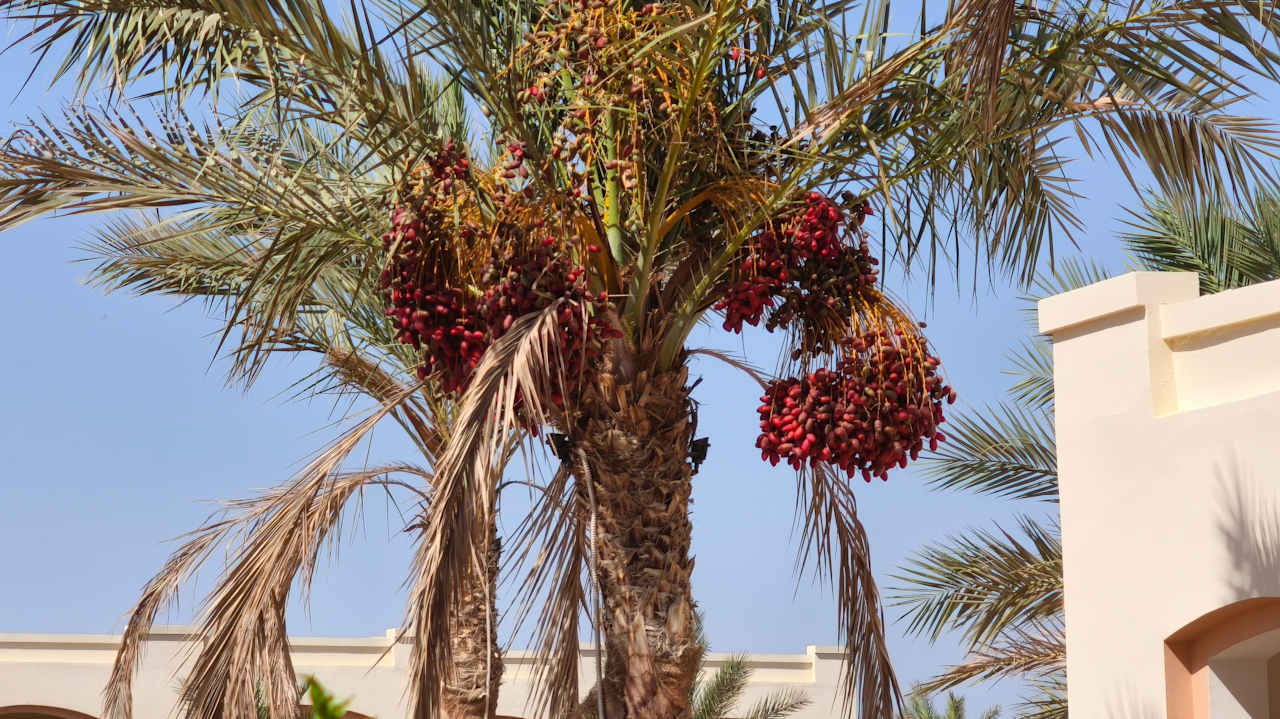 Ausblick Amarina Queen Resort Marsa Alam
