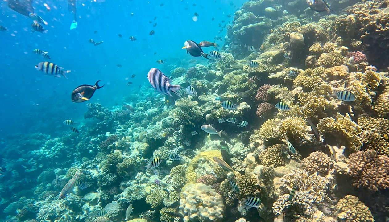 Strand Pickalbatros Citadel Resort