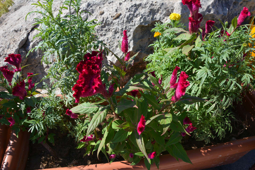 Kalithea Horizon Royal Hotel Kalithea Horizon Royal