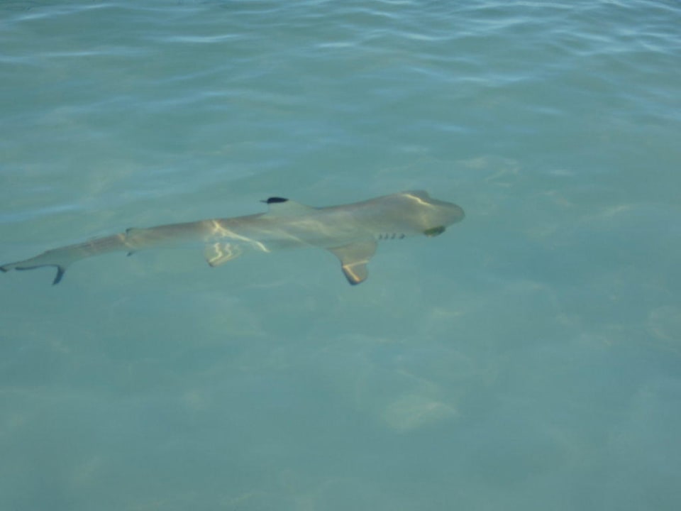 Haie am Strand Thulhagiri Island Resort