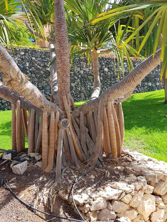 Gartenanlage R2 Rio Calma Hotel & Spa & Conference