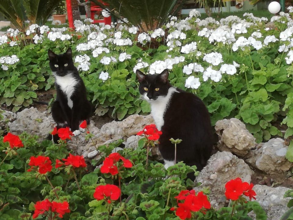 Gartenanlage VONRESORT Golden Coast