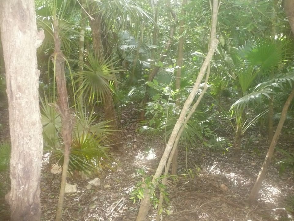 Zimmer Catalonia Royal Tulum Beach & Spa Resort - Adults only