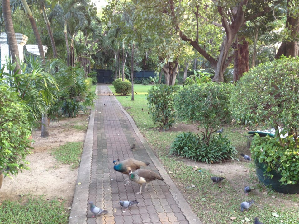 Gartenanlage Royal Orchid Sheraton Hotel & Towers