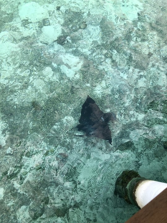 Strand Summer Island Maldives