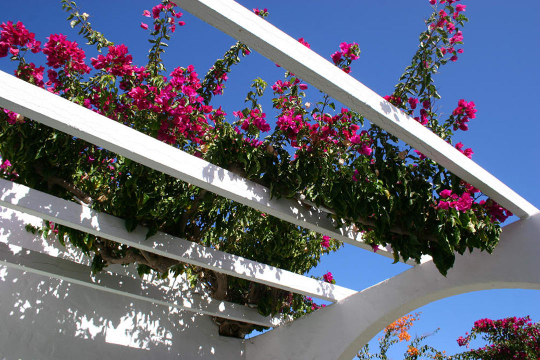 schöne aussicht Canary Garden Club