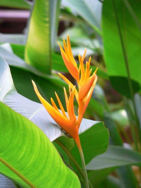 Blüte Hotel Khao Lak Palm Beach Resort