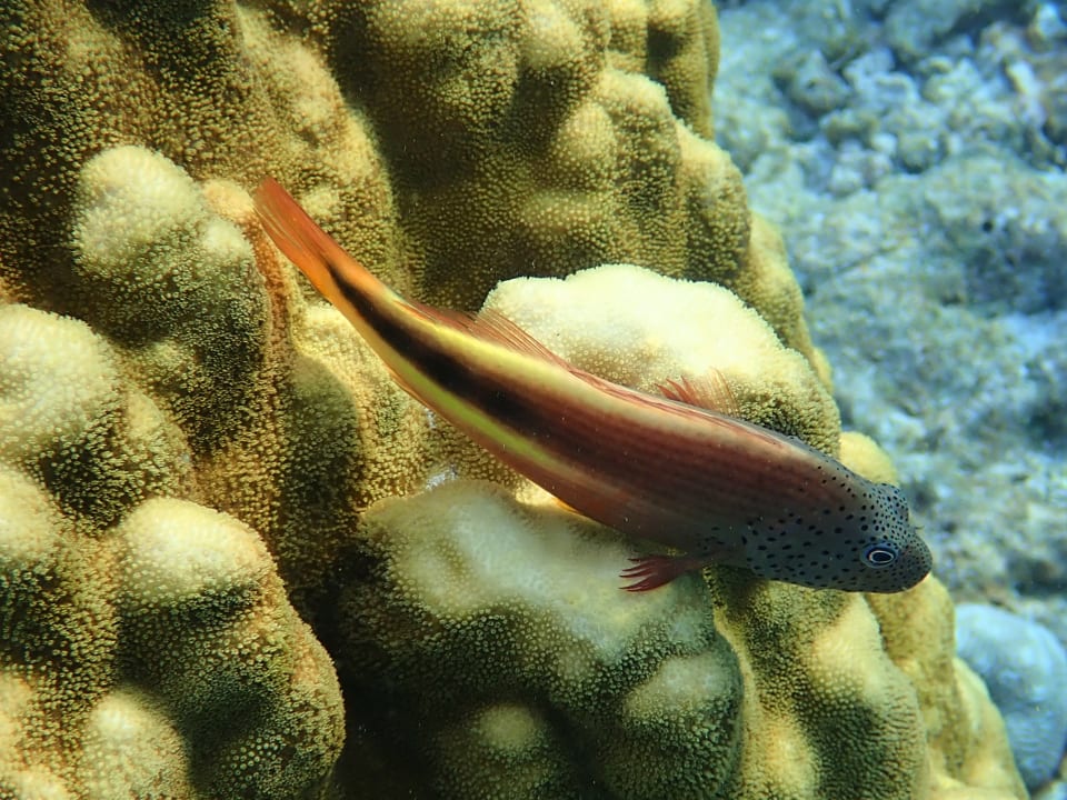 Sport & Freizeit Filitheyo Island Resort