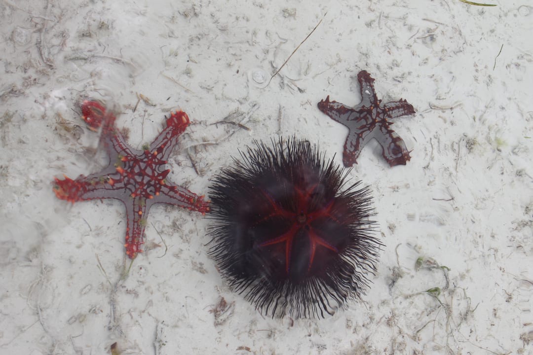 Strand Neptune Village Beach Resort & Spa