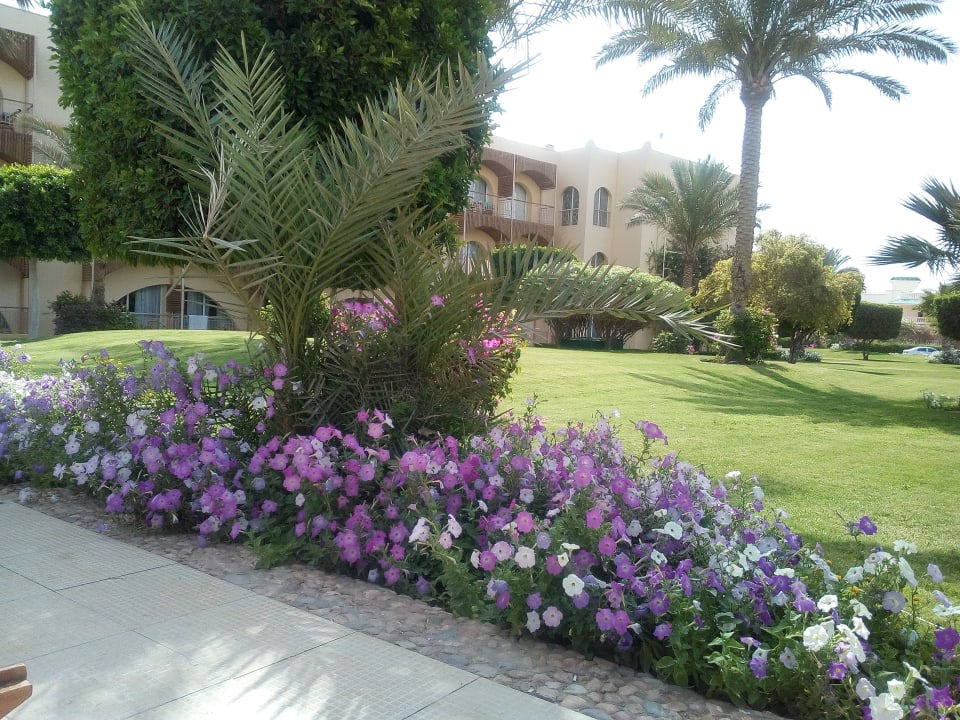 Sonstiges Desert Rose