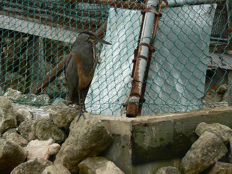 Auf der Lauer Grand Palladium Kantenah Resort & Spa