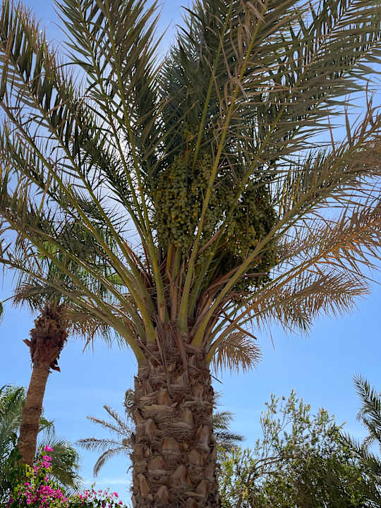 Gartenanlage Three Corners Happy Life Beach Resort