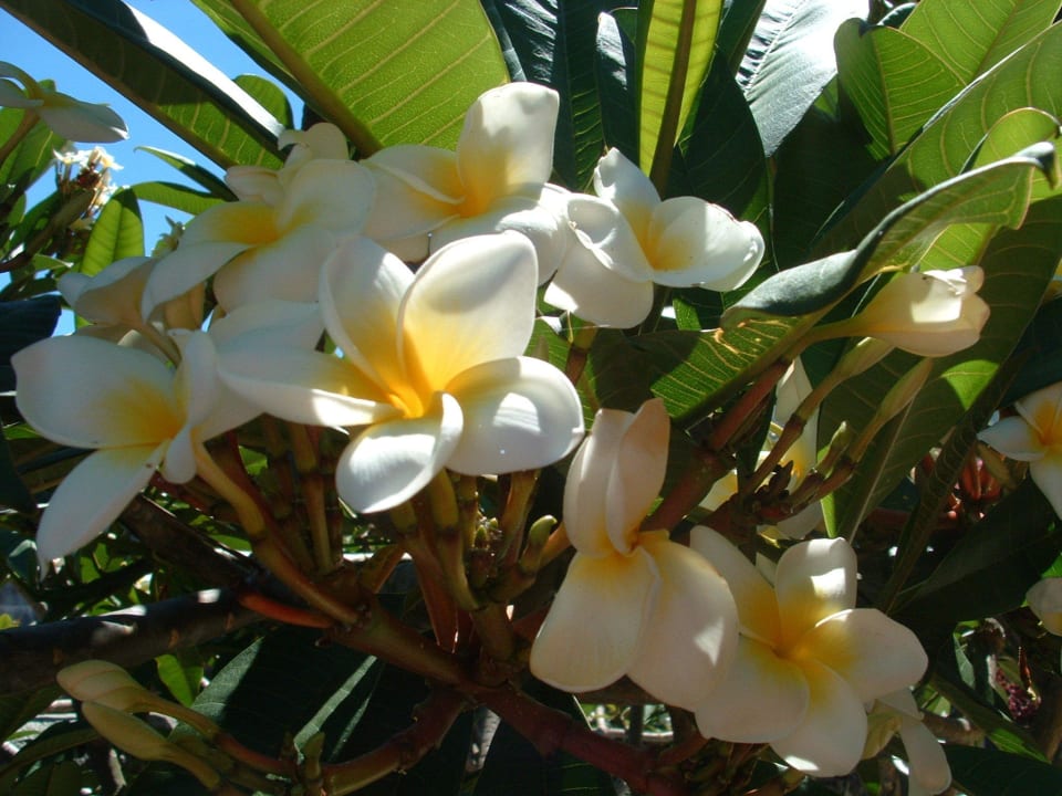 Jardin Casa Pantana Vistasol