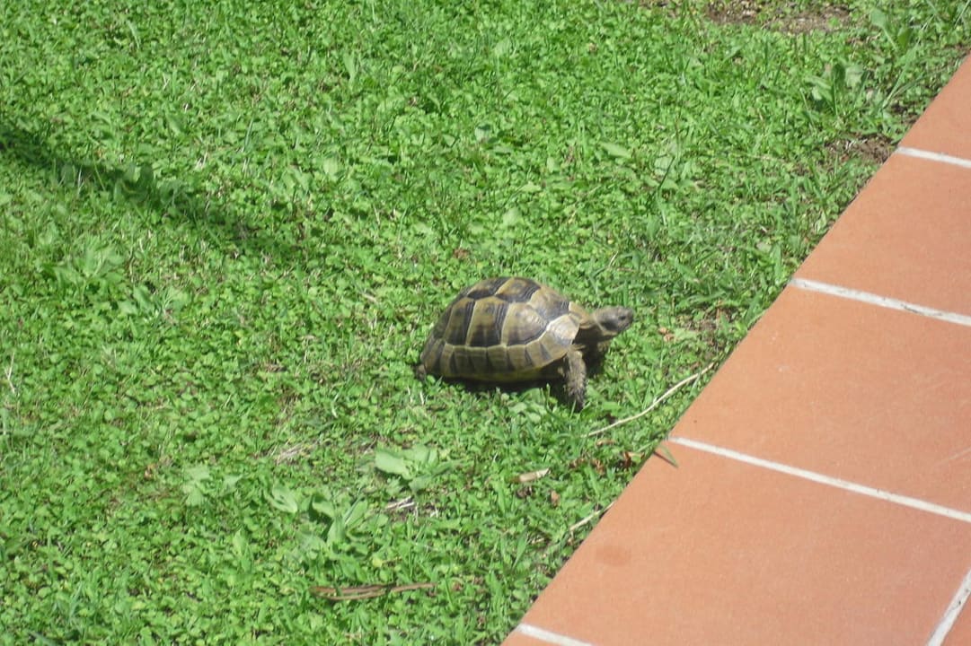 Wildes Tier Megasaray Club Belek