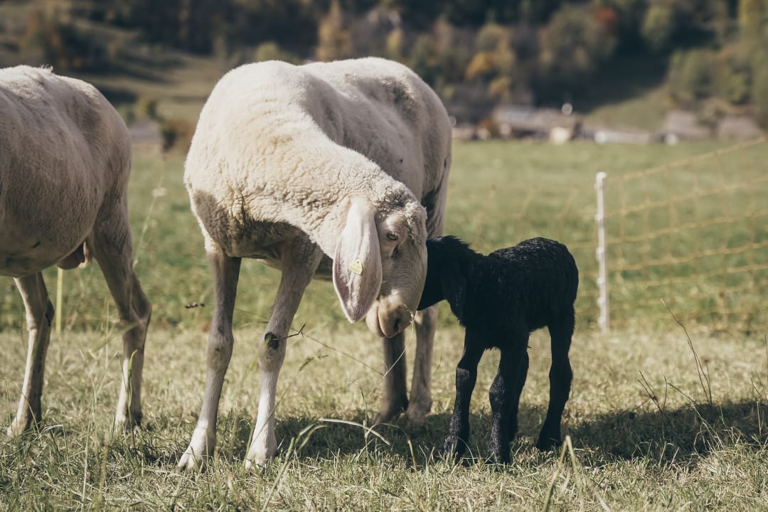 Sport & Freizeit Maraias Luxury Suites & Apartments