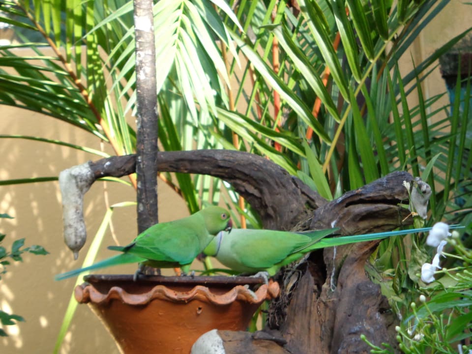 Essenszeit Spring of Life Ayurveda Resort