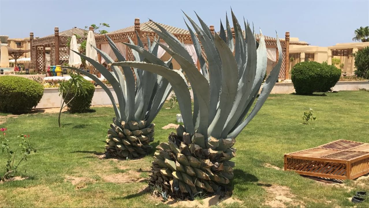 Gartenanlage Hotel Sheraton Soma Bay Resort