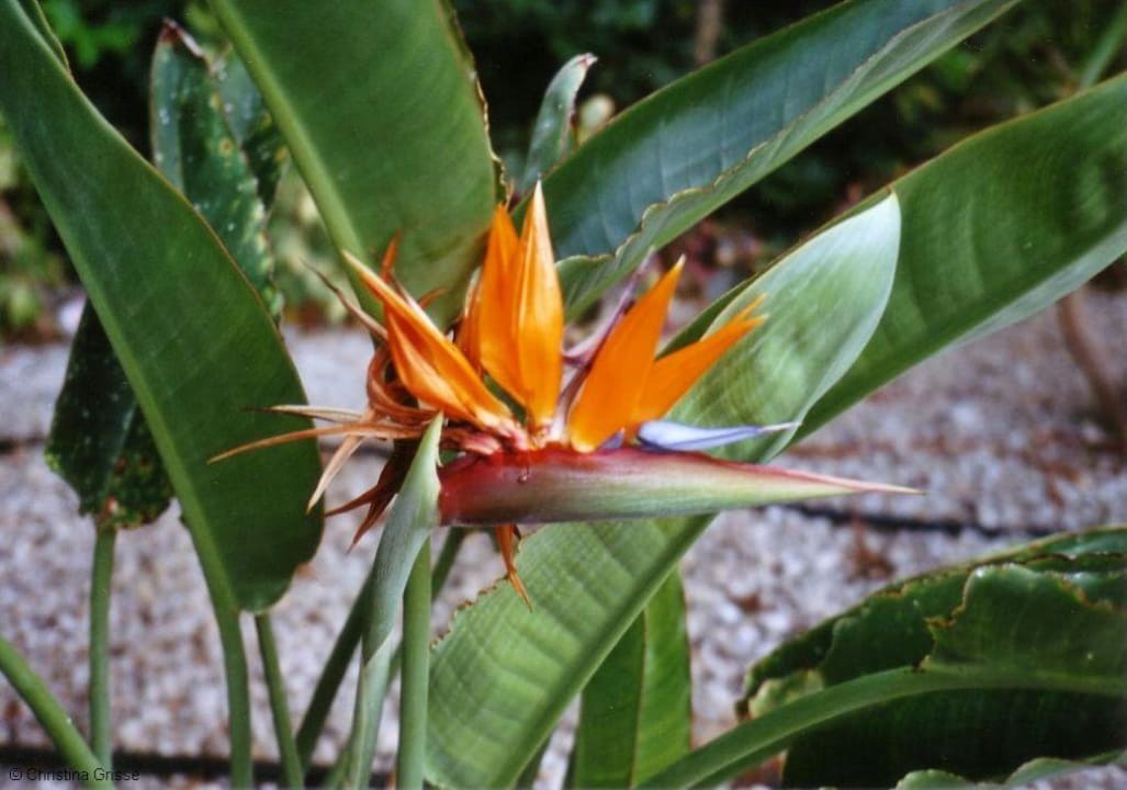 Gartenanlage Hovima Costa Adeje - For Cool Adults