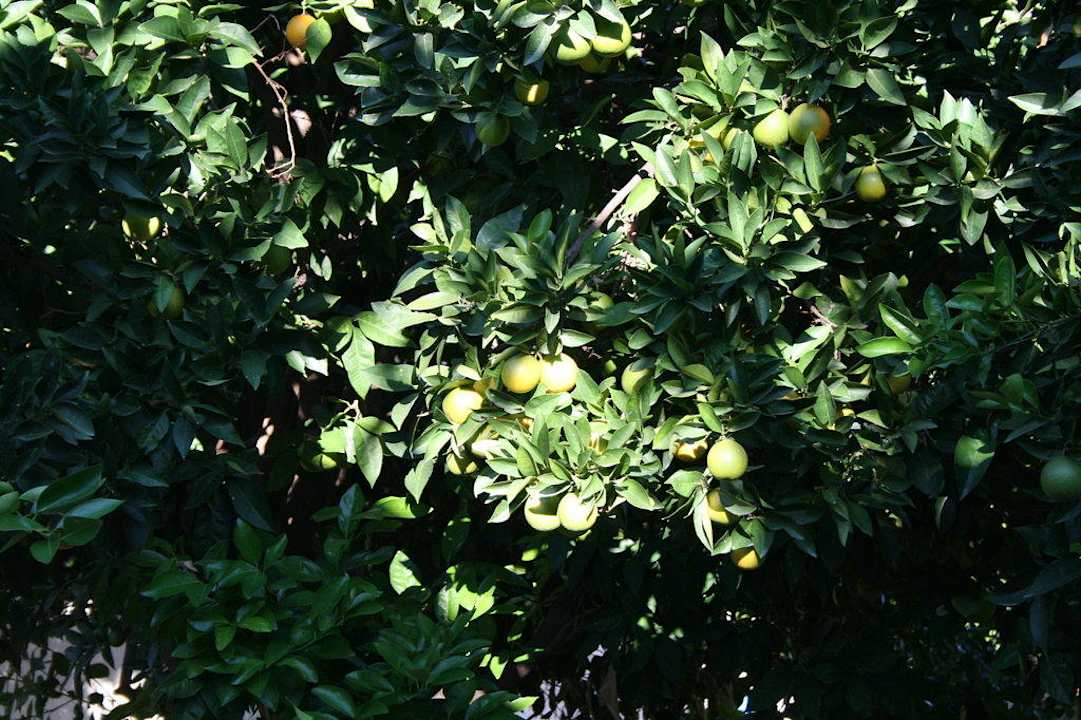 Garten Clover Magic Nova Beach