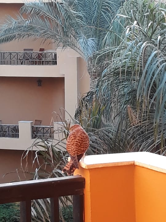 Ausblick Stella Beach Resort & Spa Makadi Bay