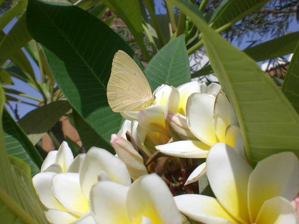 Schmetterling im Garten Ghazala Gardens
