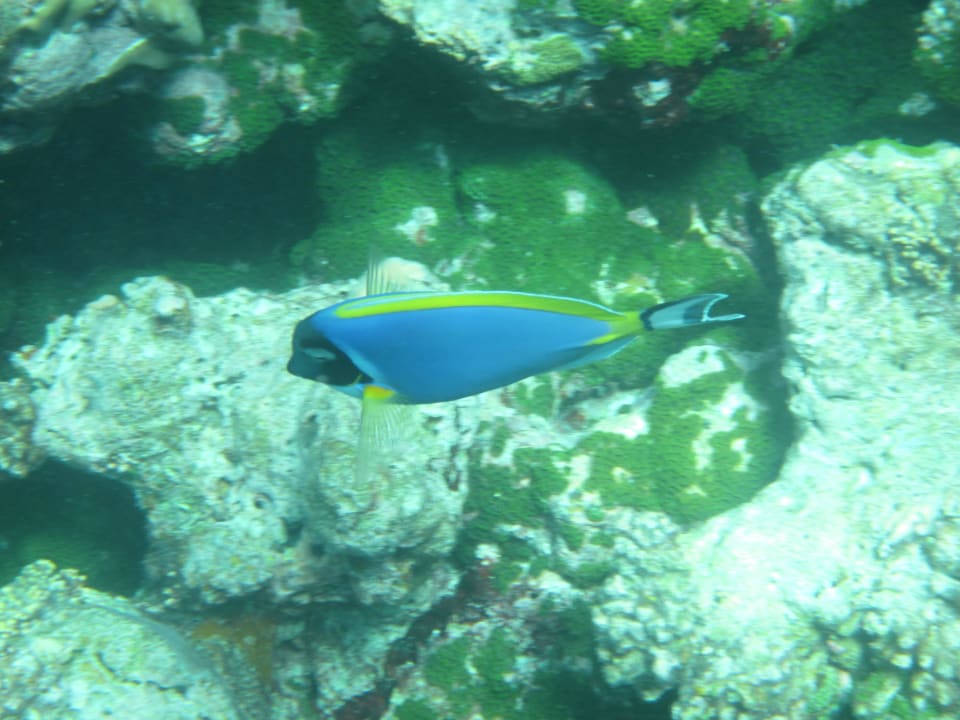Fische bei Schnorcheltour Summer Island Maldives